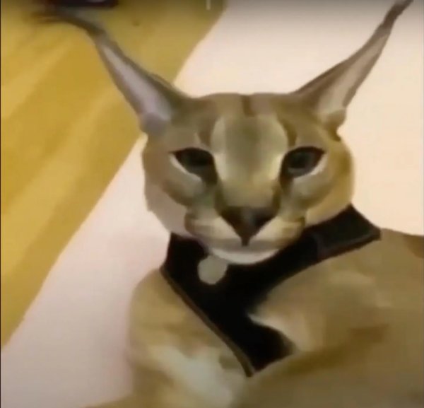 Белуга кот аватарка