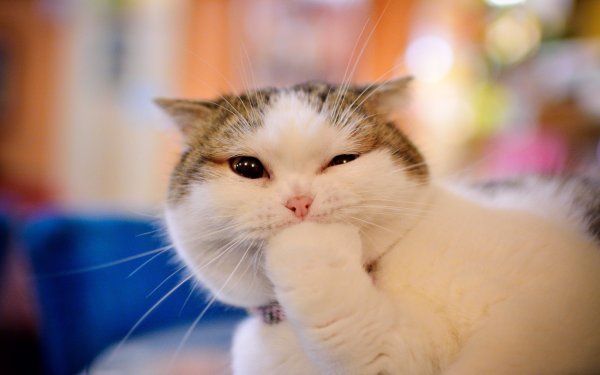 Няшные котики