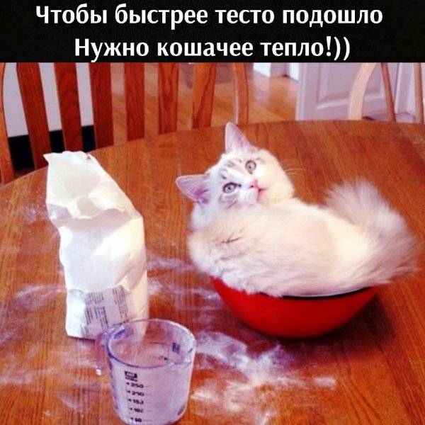 Котенок пельмень