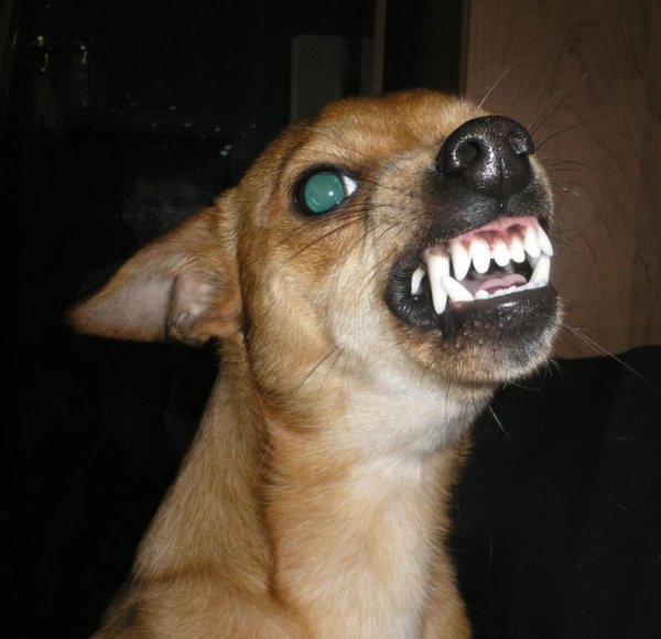 Смешная злая собака