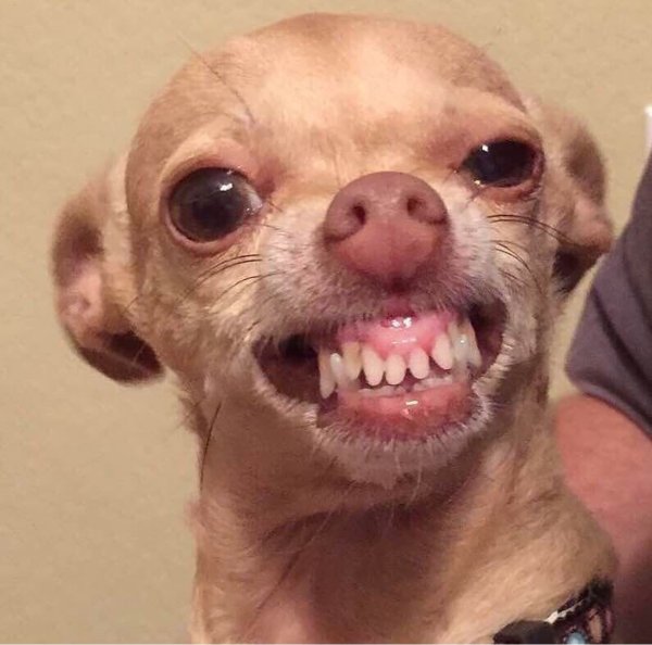 Упоротая чихуахуа