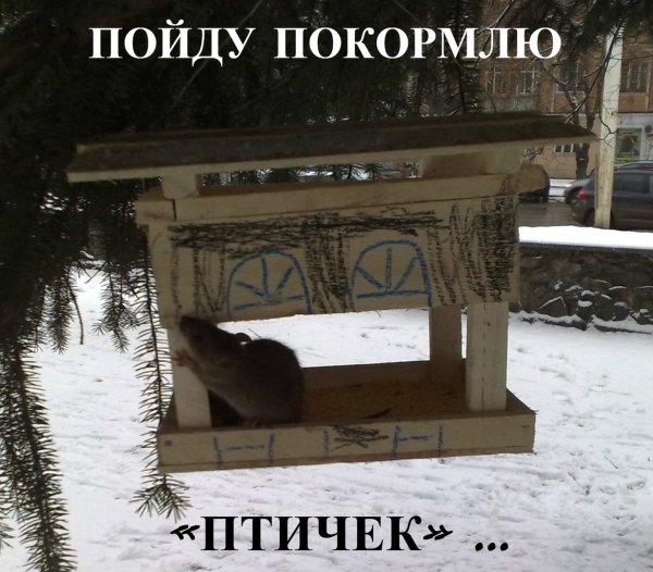 Кот в кормушке для птиц