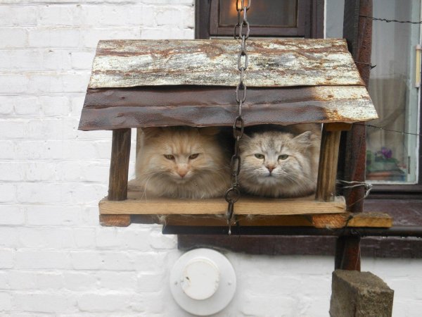 Коты в домике