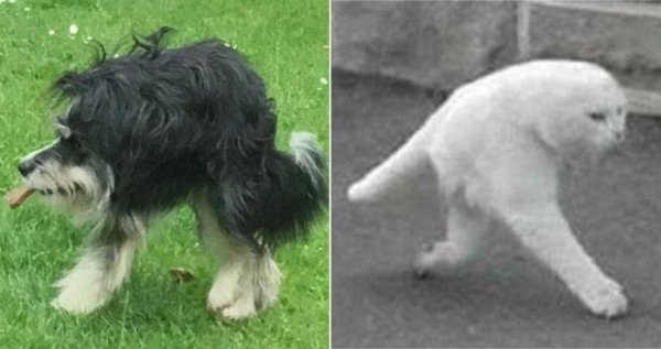 Собака наполовину