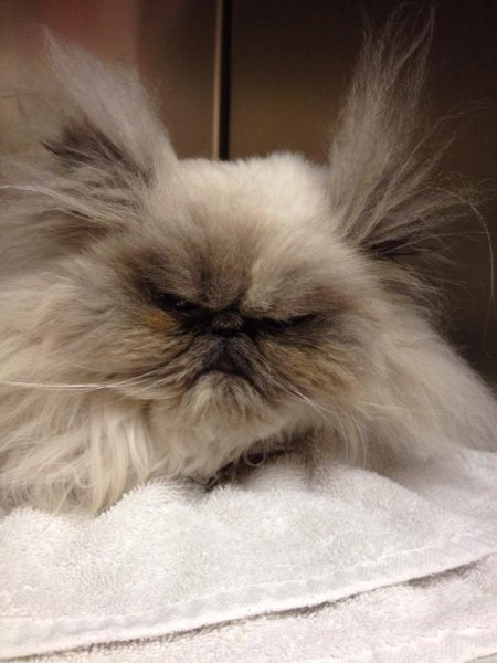 Доброе не бодрое утро