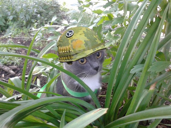 Кот Вьетнам