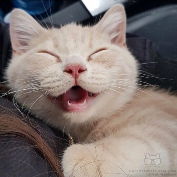 Улыбнуться по кошачьи