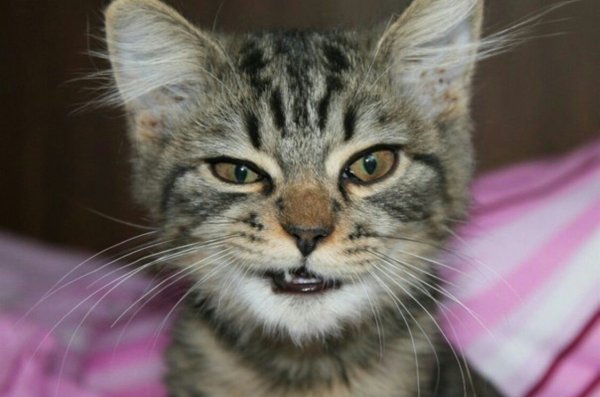 Кот улыбается