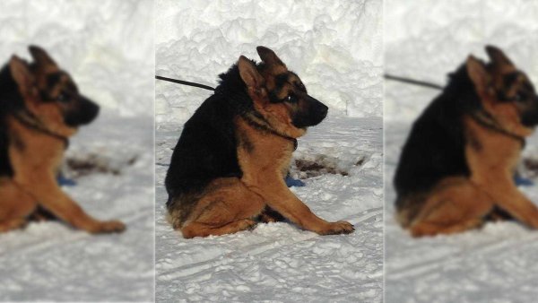 Немецкая овчарка Квазимодо