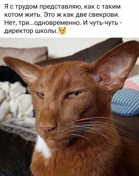 Кот грузин порода Ориентал