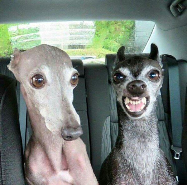 Левретка пес