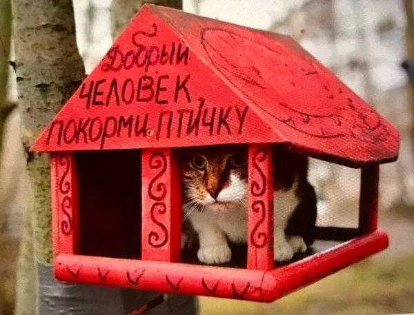 Коты в кормушке