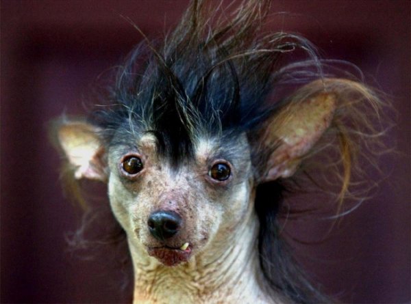 Китайская хохлатая чихуахуа страшная