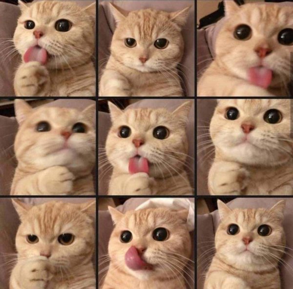 Самые популярные мемы с котами