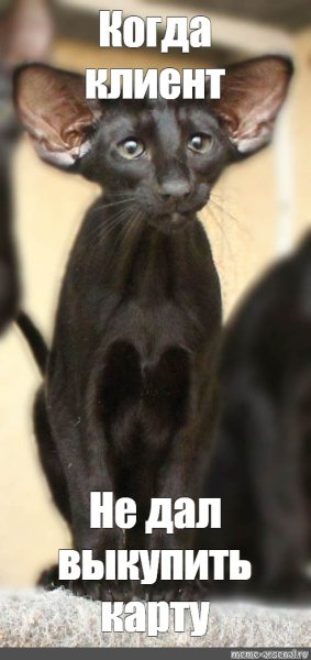 Ориентальная кошка мемы