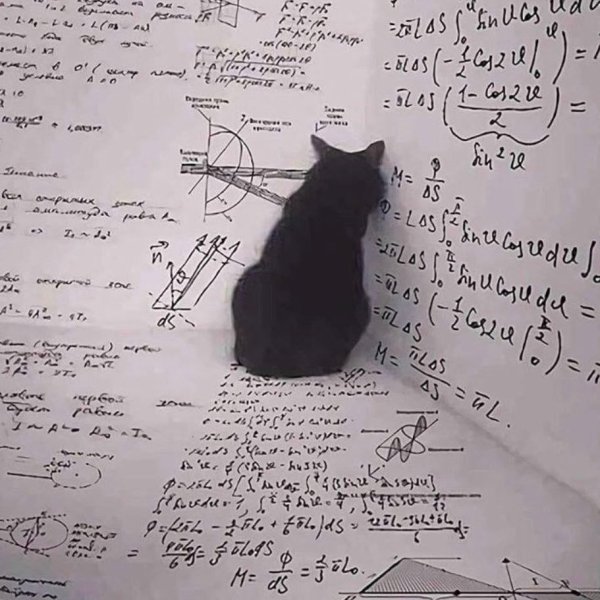 Кот решает математику