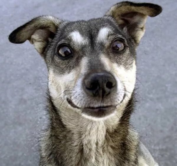 Дворовые собаки