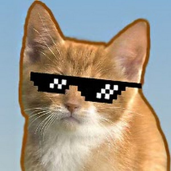 Смешные коты в очках