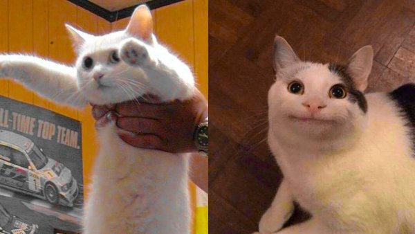 Упоротые коты