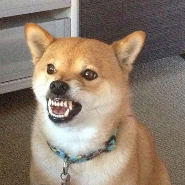 Собака злится