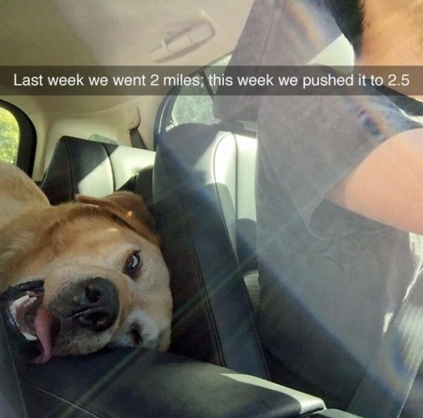 Собака в машине