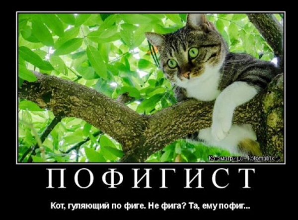 Кот пофигист картинки