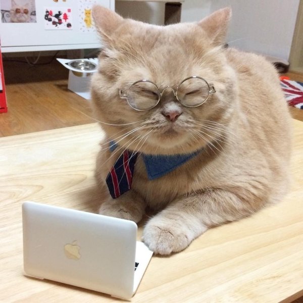 Умный кот в очках