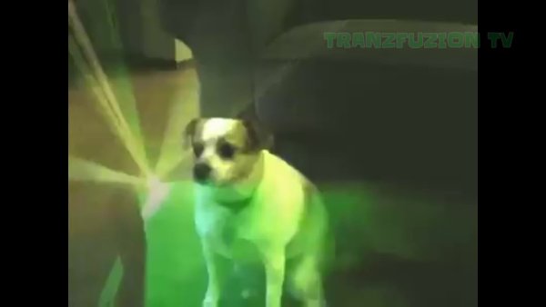 Танцующая собачка gif