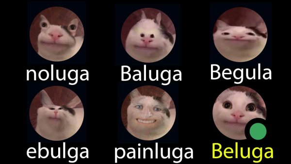 Белуга Кэт Дискорд