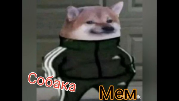 Пёс в адидасе