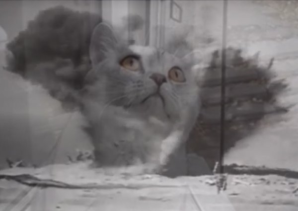 Кот вспоминает войну