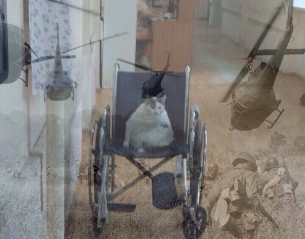 Вьетнамский флешбек котик