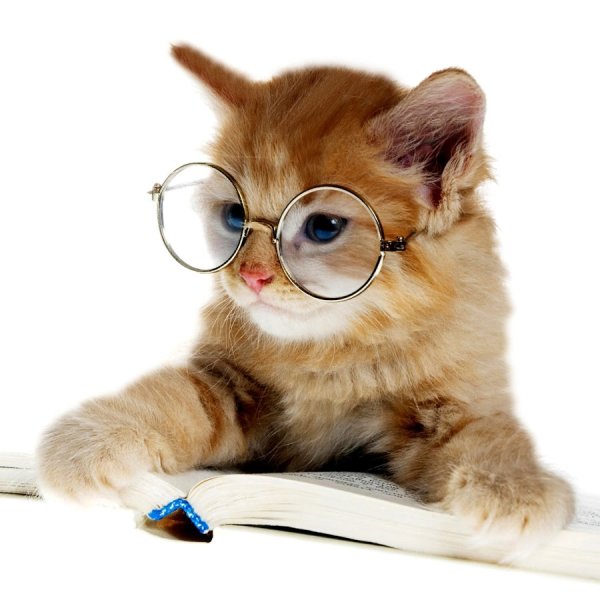 Рыжий кот в очках