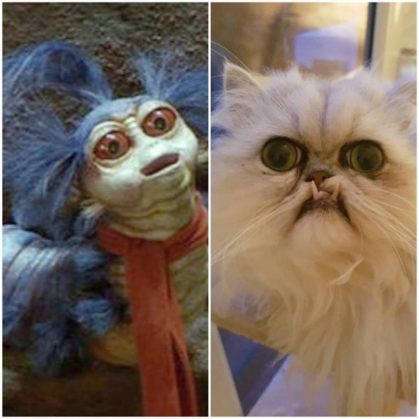 Кот Вилфред