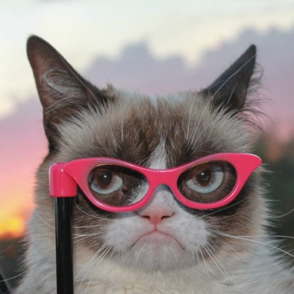 Кошка с очками