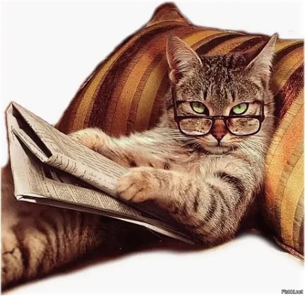 Кошка с книжкой