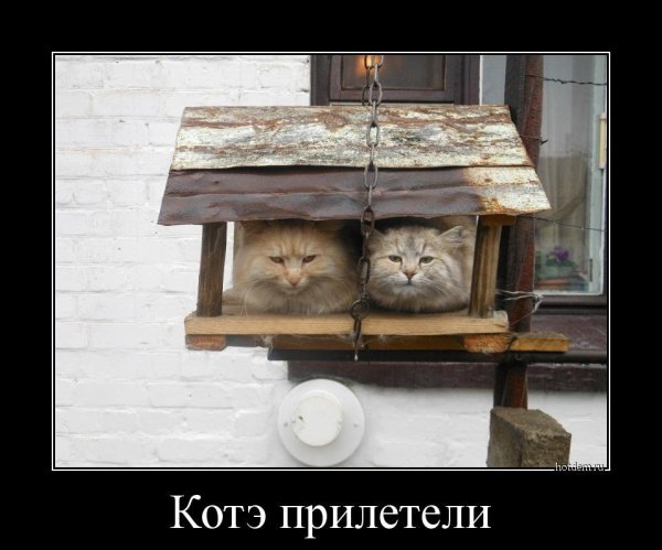 Коты прилетели демотиватор