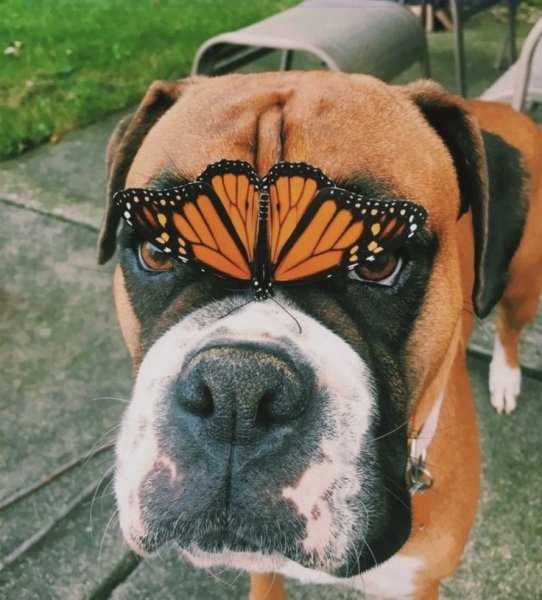 Боксёр собака