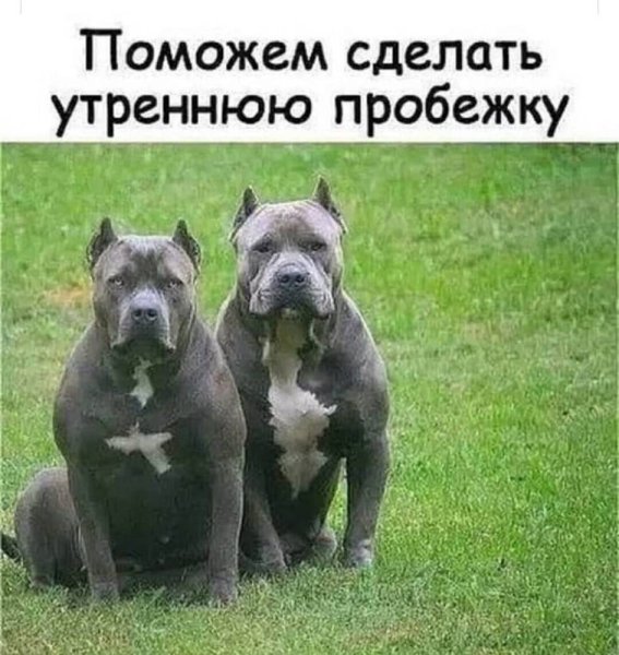 Приколы про стаффордов