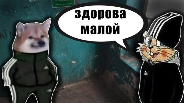 Doge в адидасе