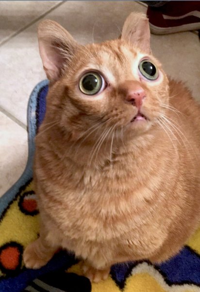 Котьс глазами в разные стороны