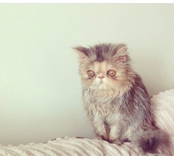 Невыспавшийся котенок