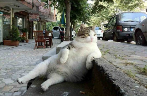 Котик на тротуаре