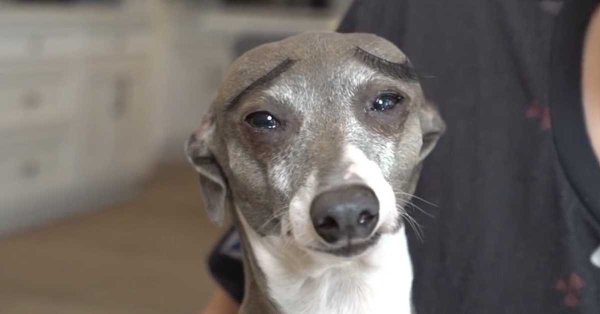 Левретка Кермит