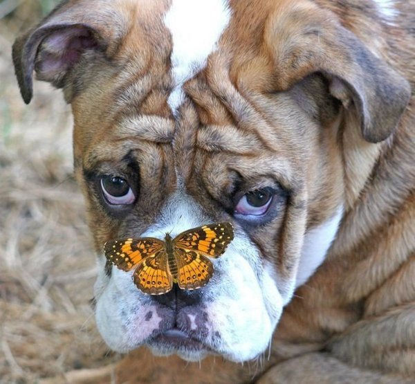 Собакас бабочкайна носу