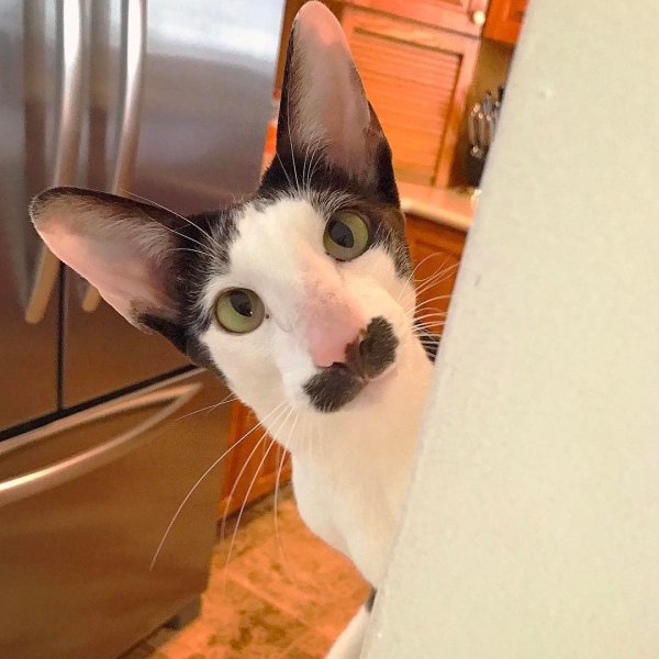 Кот похожий на грузина