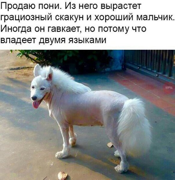 Картинки смешные приколы