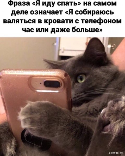 Кот с телефоном Мем