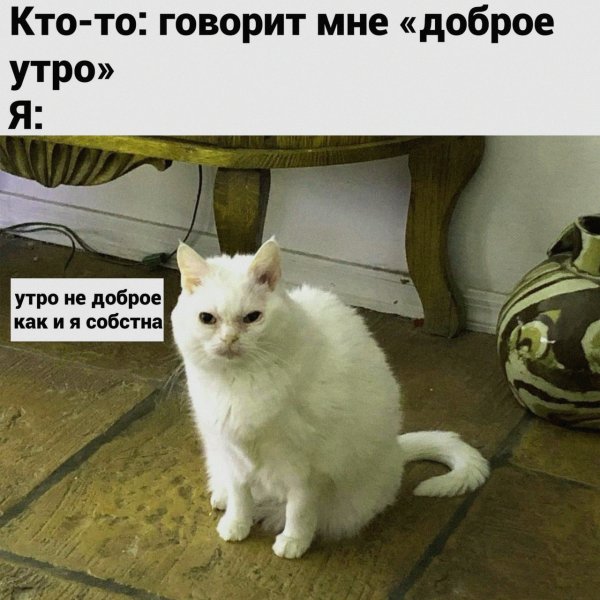 Мемы доброе утро с котиками