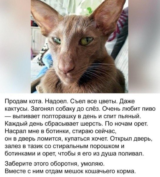 Продам кота надоел съел все
